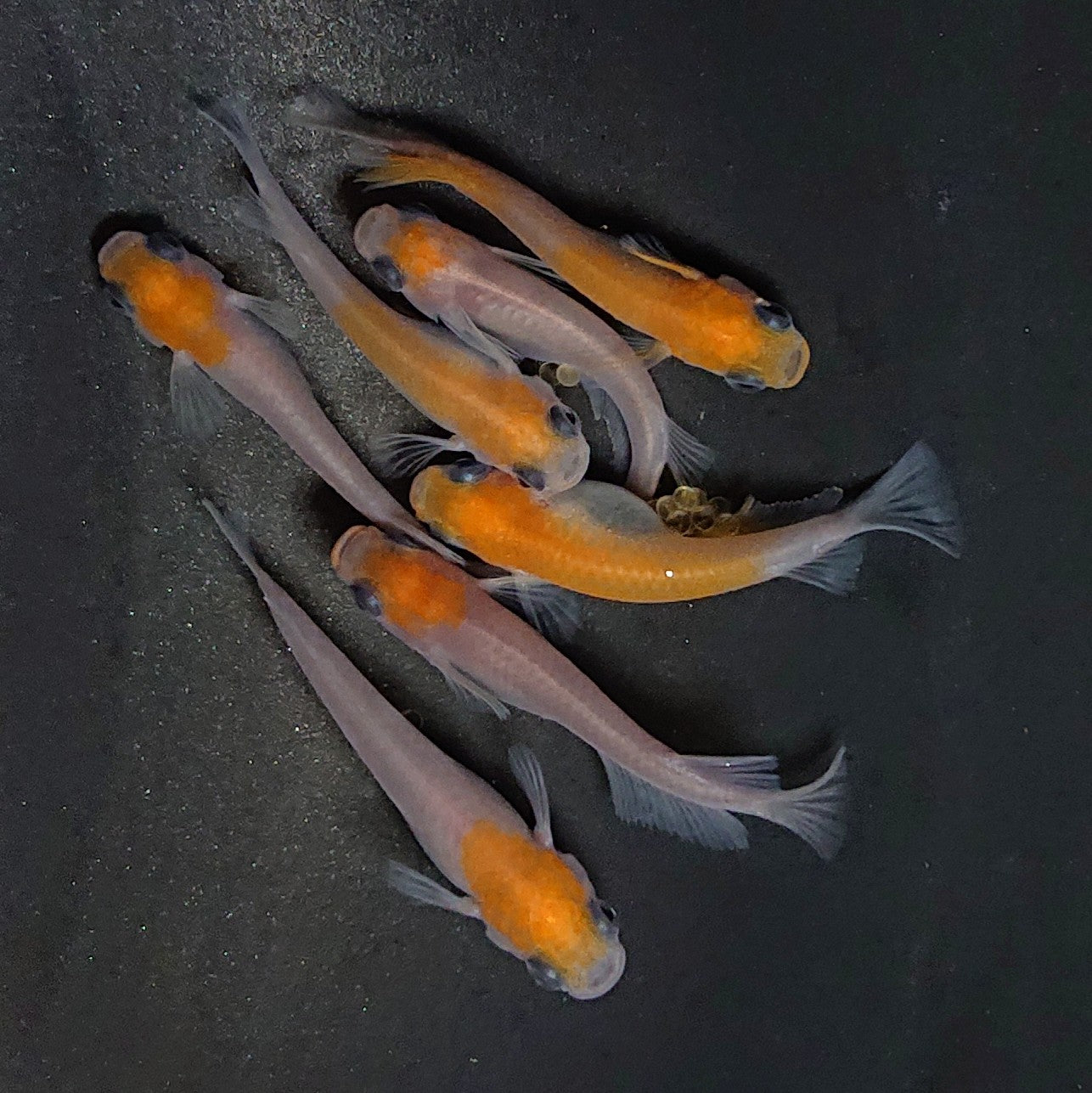 【現物】紅白パンダメダカワイドフィン　7匹　オス4メス3　3583