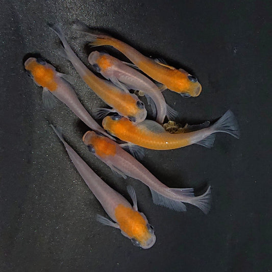 【現物】紅白パンダメダカワイドフィン　7匹　オス4メス3　3583