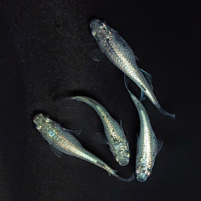 【現物】レックウザ　2ペア　プラチナ個体 全身ラメ　3583