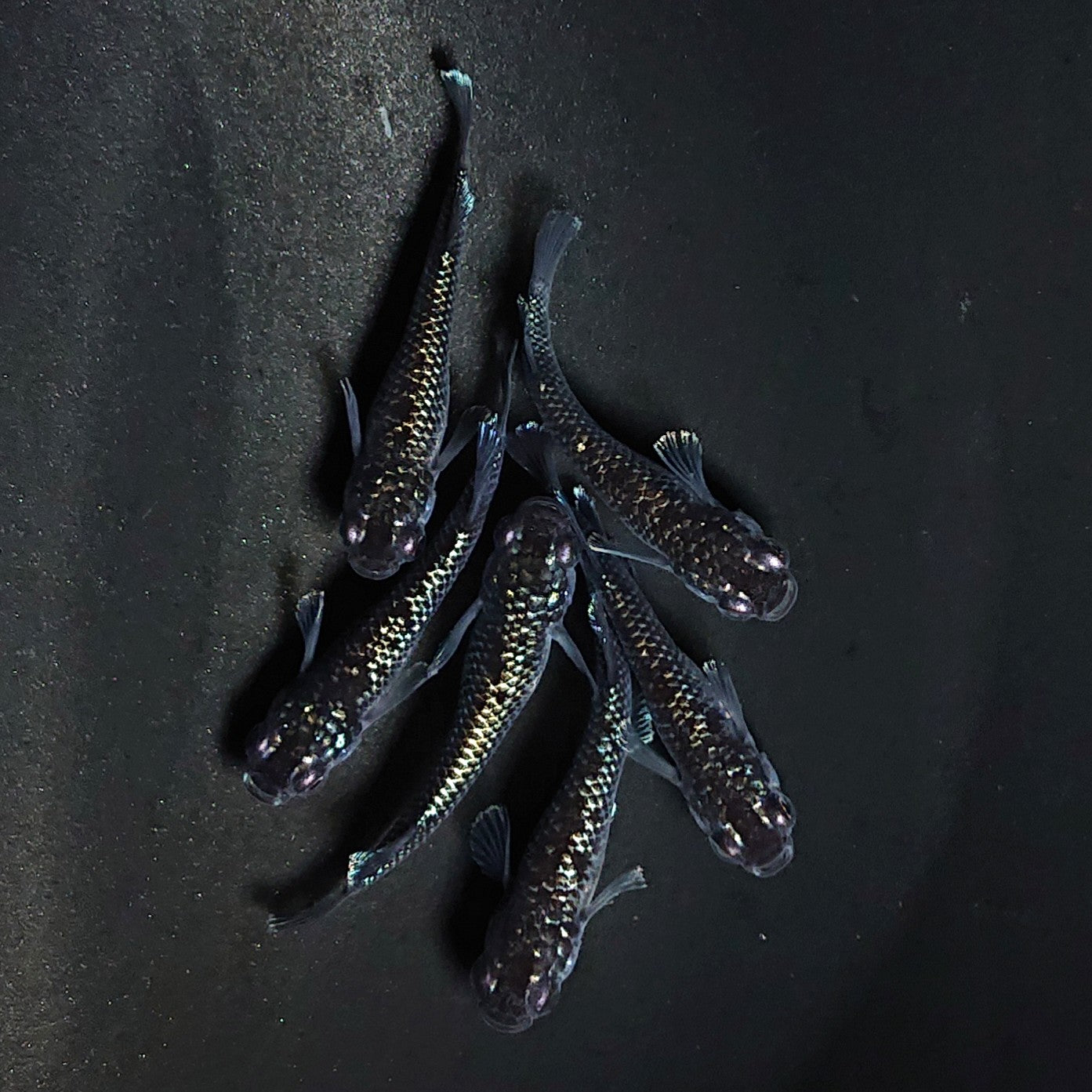 【現物】ミッドナイトフリルラメtype　6匹　オス2メス4　3601