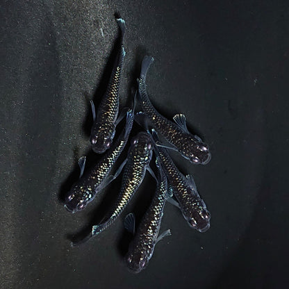 【現物】ミッドナイトフリルラメtype　6匹　オス2メス4　3601