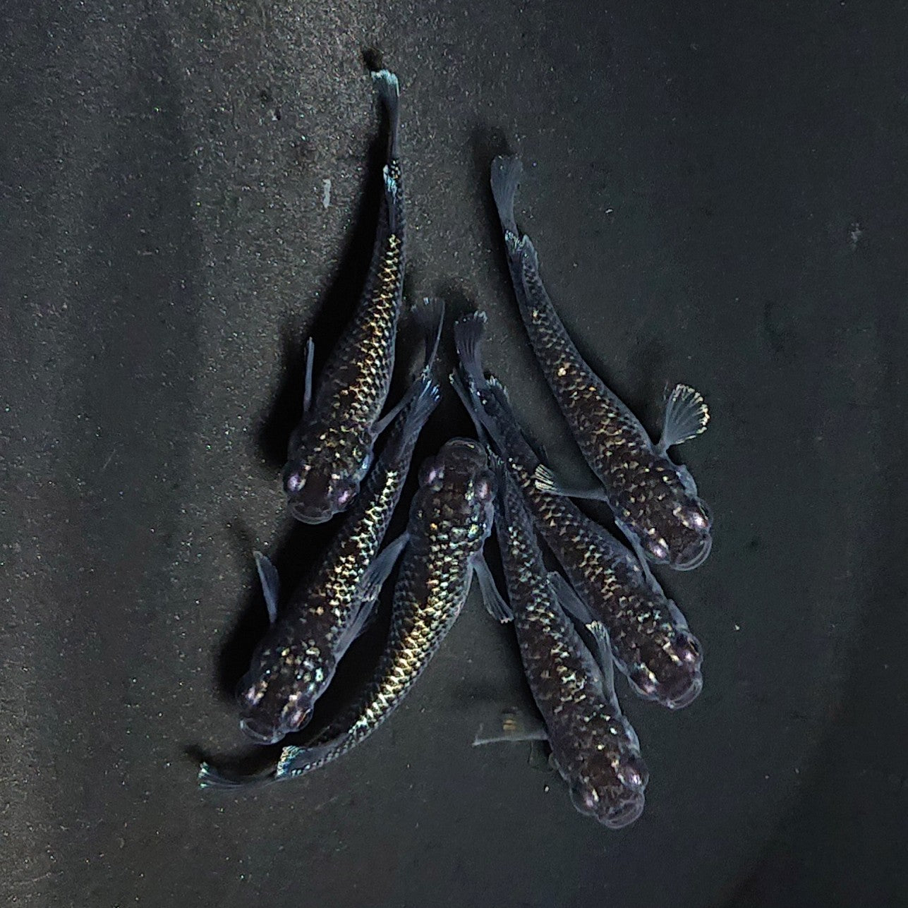 【現物】ミッドナイトフリルラメtype　6匹　オス2メス4　3601