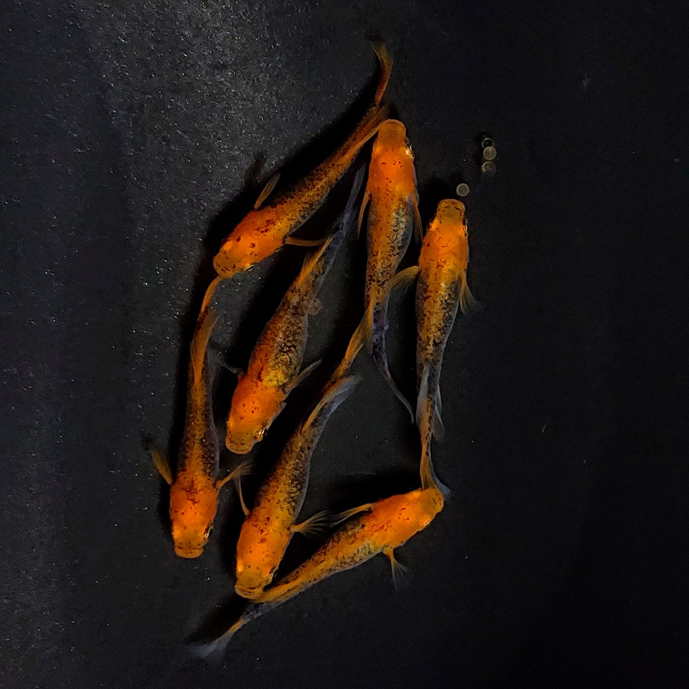 【現物】かぐや　7匹　オス4メス3　3604