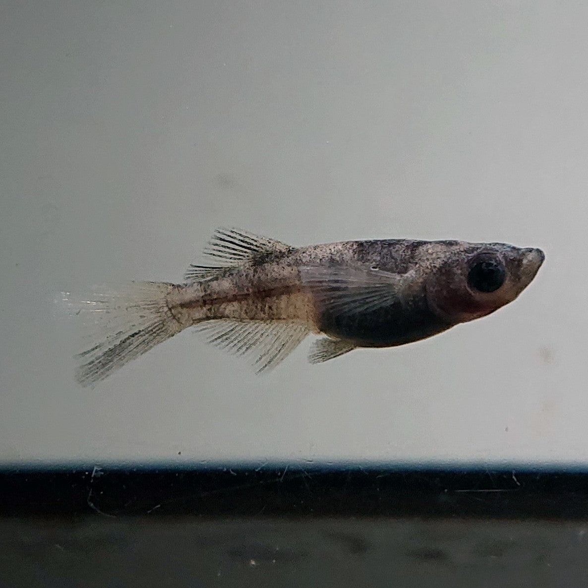 【現物】和墨リアルロングフィン　7匹　オス3メス4　メス1匹ヒカリ体型　3610