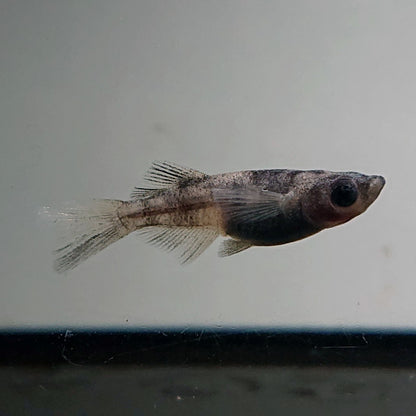 【現物】和墨リアルロングフィン　7匹　オス3メス4　メス1匹ヒカリ体型　3610