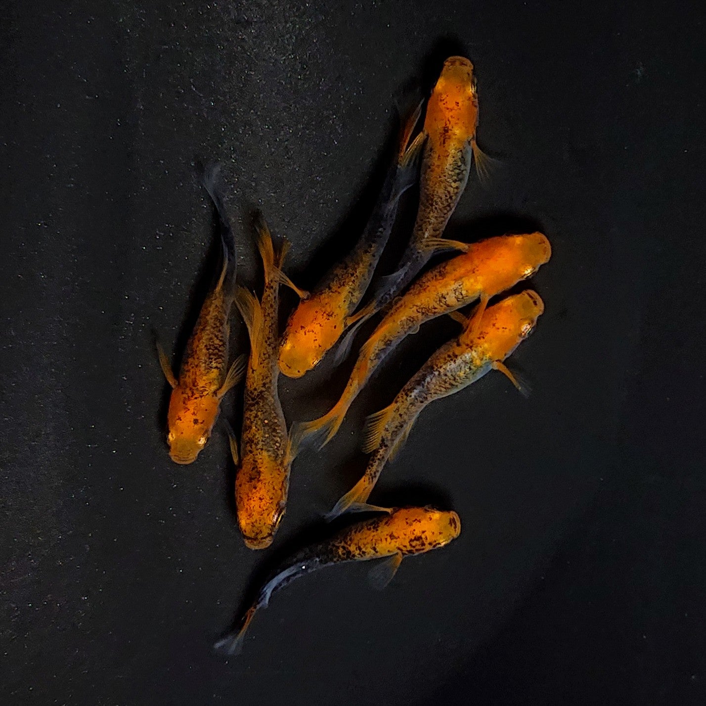 【現物】かぐや　7匹　オス3メス4　3612