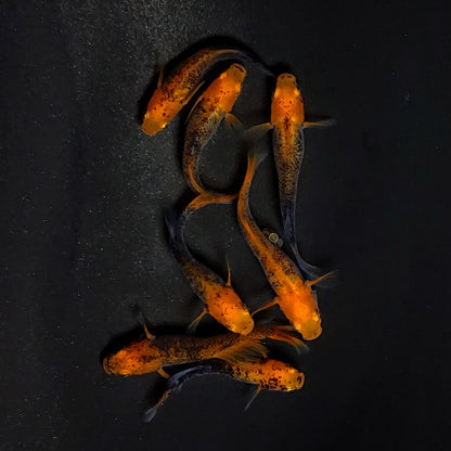 【現物】かぐや　7匹　オス3メス4　3612