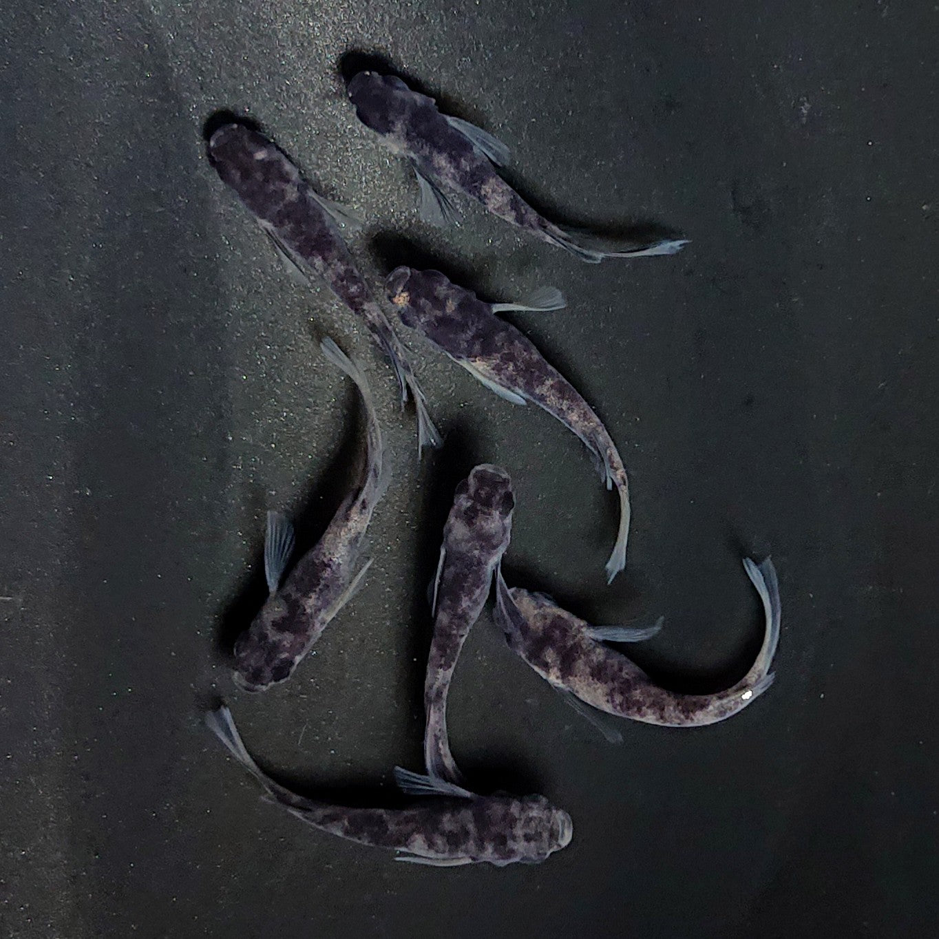 【現物】和墨リアルロングフィン　7匹　オス3メス4　メス1匹ヒカリ体型　3610