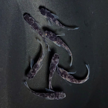 【現物】和墨リアルロングフィン　7匹　オス3メス4　メス1匹ヒカリ体型　3610