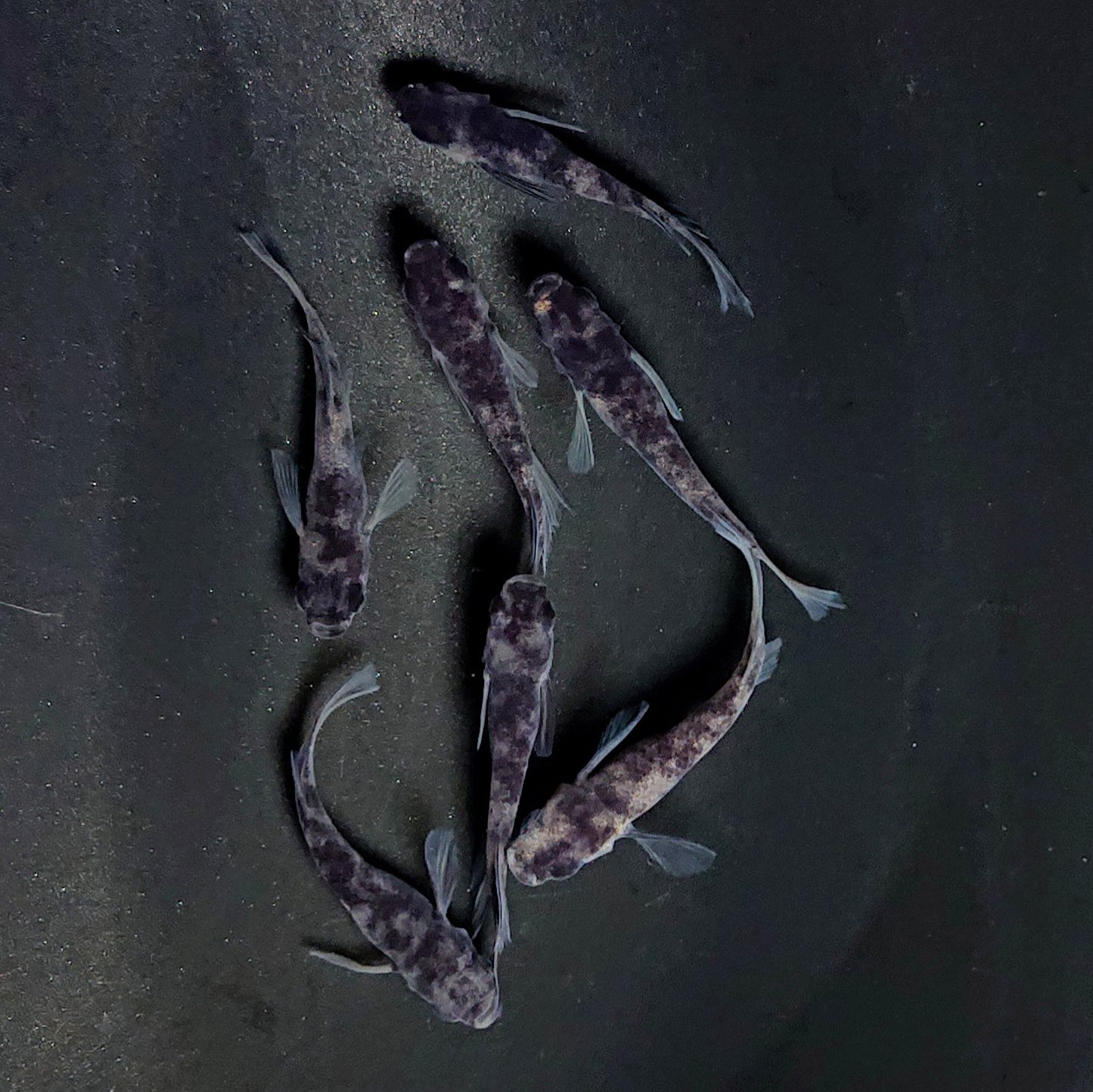 【現物】和墨リアルロングフィン　7匹　オス3メス4　メス1匹ヒカリ体型　3610