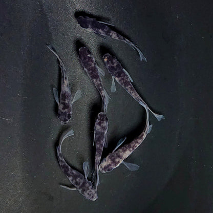 【現物】和墨リアルロングフィン　7匹　オス3メス4　メス1匹ヒカリ体型　3610