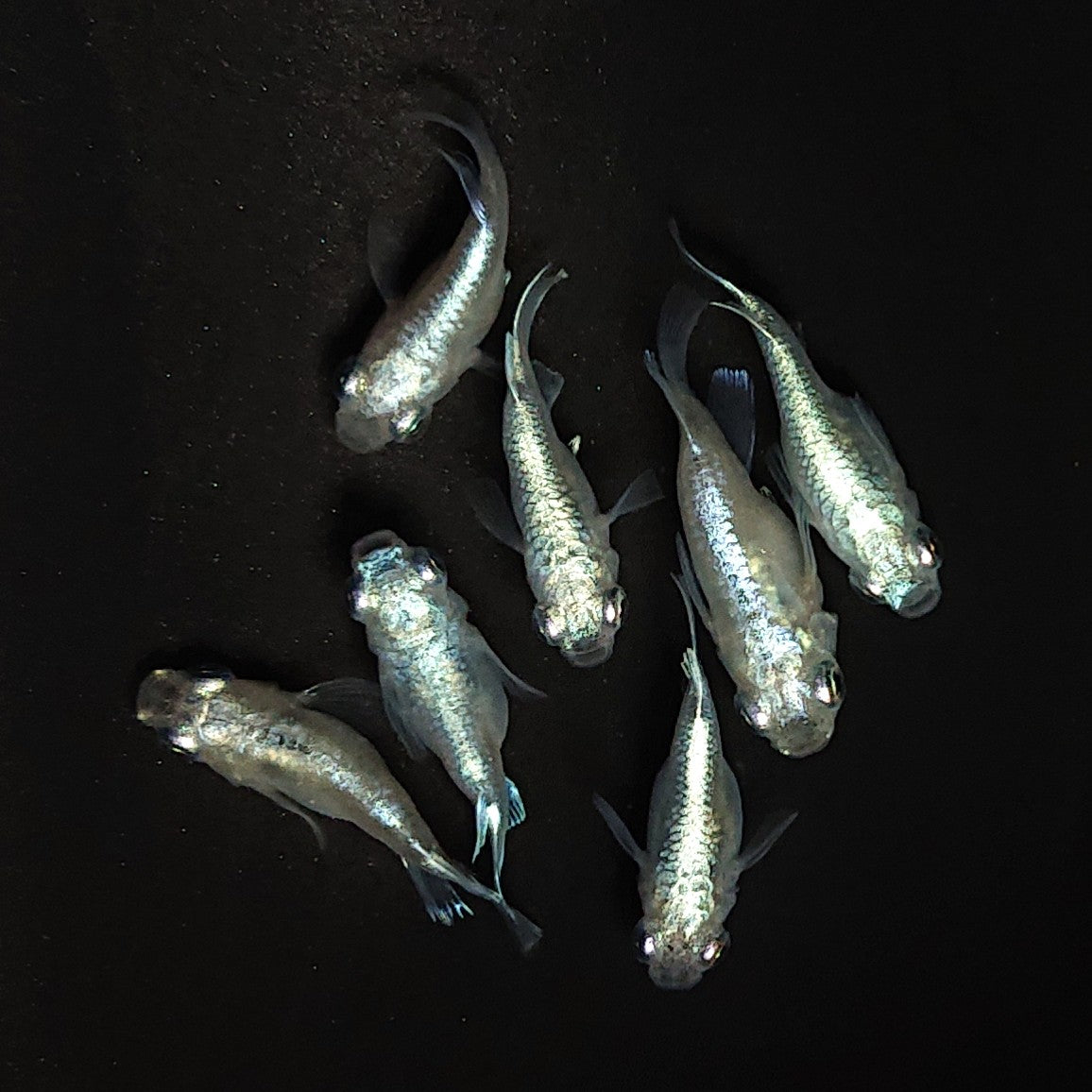 【現物】エンゼル　7匹　オス4メス3　3614