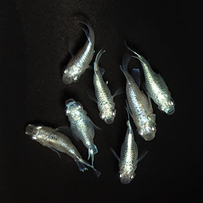 【現物】エンゼル　7匹　オス4メス3　3614