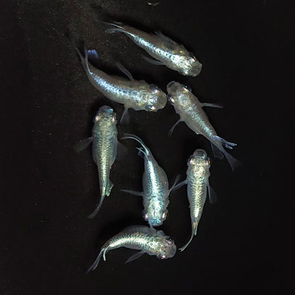 【現物】エンゼル　7匹　オス4メス3　3614