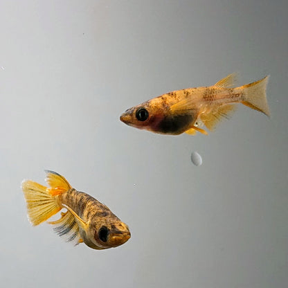 【現物】【上物】和墨赤虎リアルロングフィン　2ペア　3618