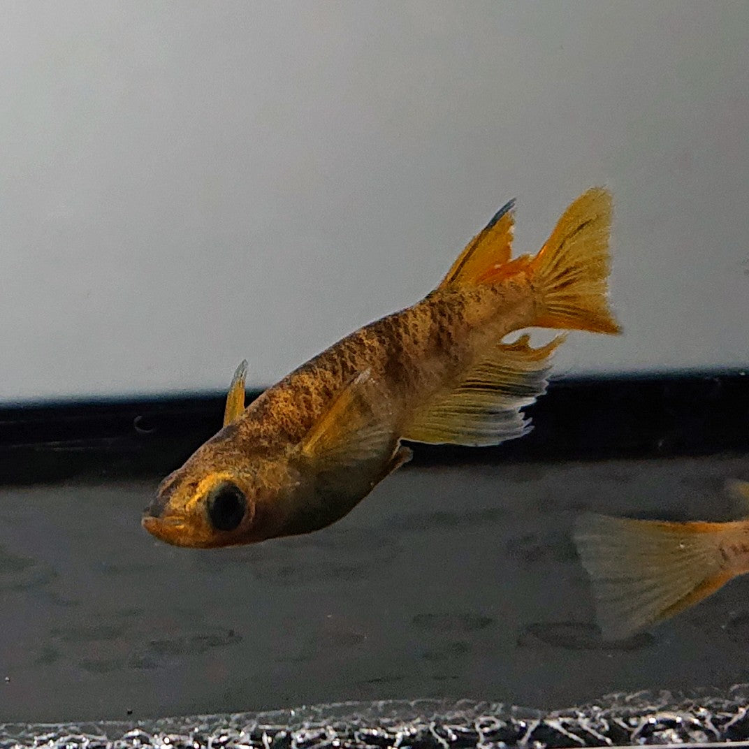 【現物】【上物】和墨赤虎リアルロングフィン　2ペア　3618