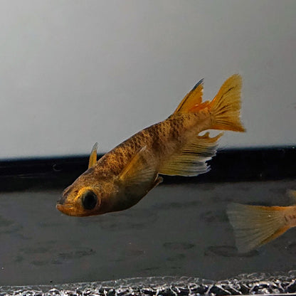 【現物】【上物】和墨赤虎リアルロングフィン　2ペア　3618