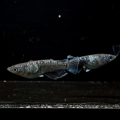 【現物】ウロボロス　2ペア　3617