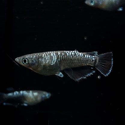 【現物】ウロボロス　2ペア　3617