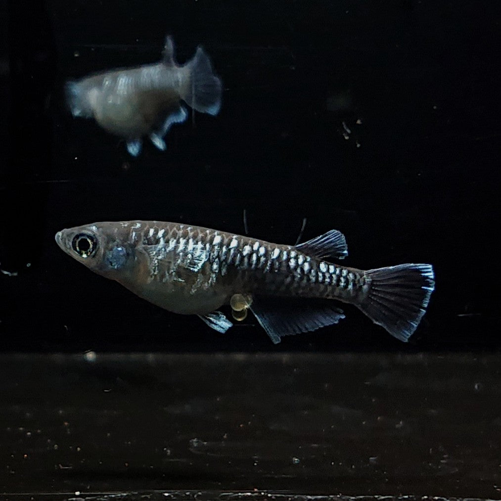 【現物】ウロボロス　2ペア　3617