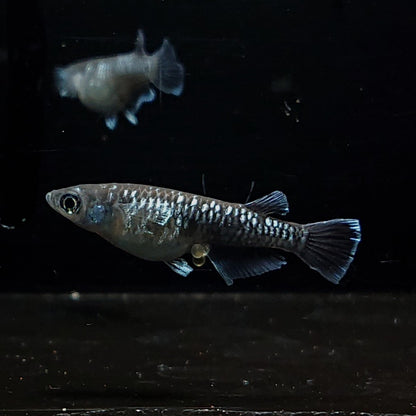 【現物】ウロボロス　2ペア　3617