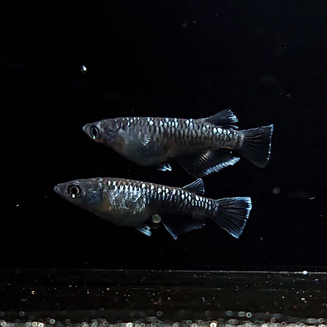 【現物】ウロボロス　2ペア　3617