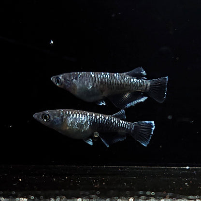 【現物】ウロボロス　2ペア　3617