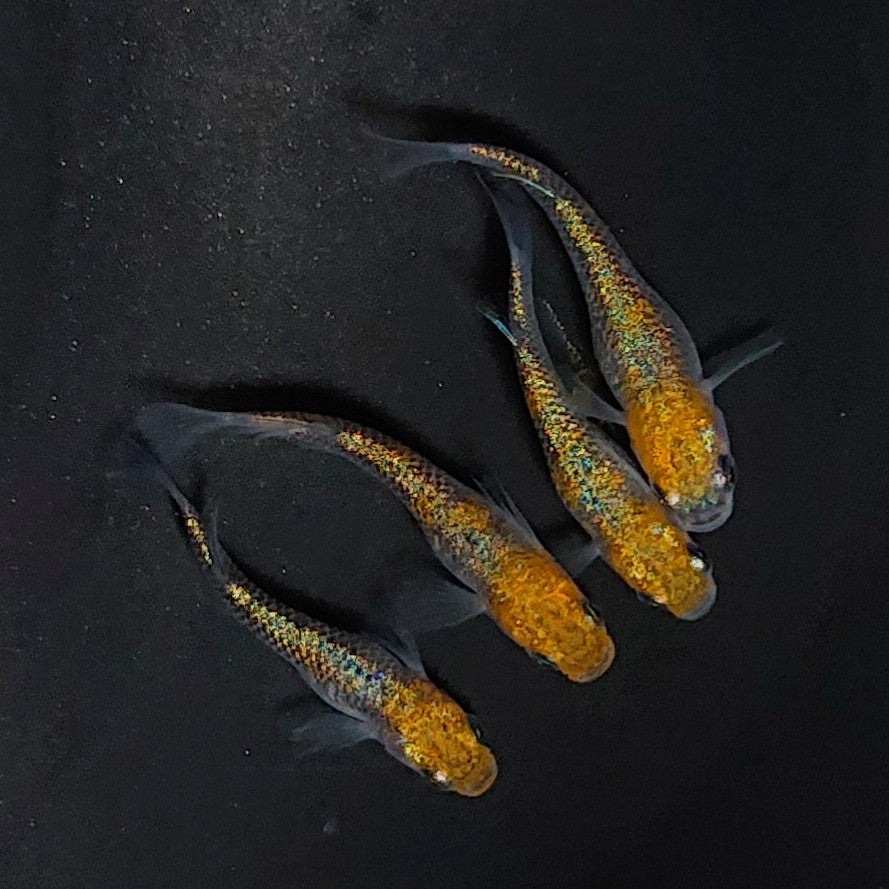 【現物】トリトン 親グレード　2ペア　3615