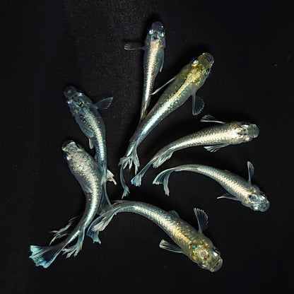 【現物】レーヴ　7匹　オス4メス3　黄色素発現個体　3621