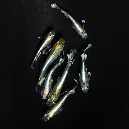 【現物】レーヴ　7匹　オス4メス3　黄色素発現個体　3621