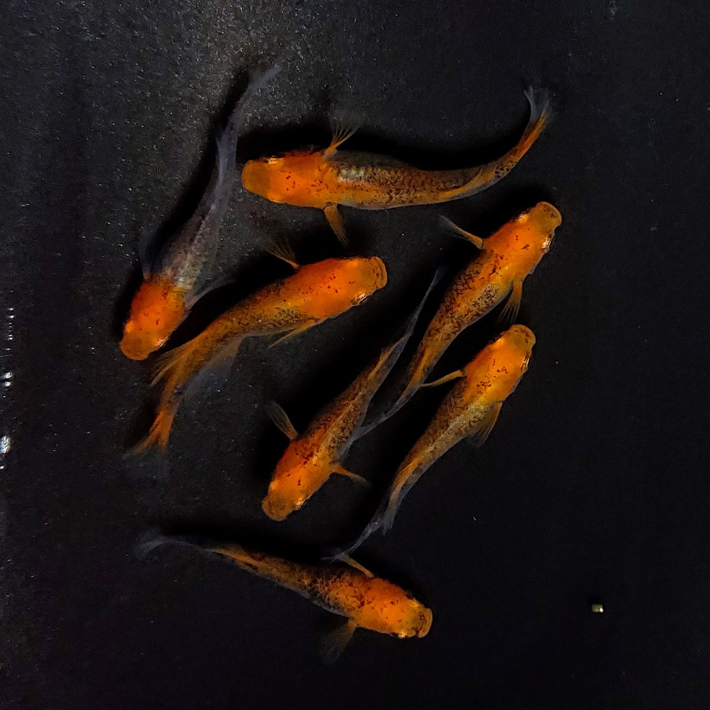 【現物】かぐや　7匹　オス4メス3　3619