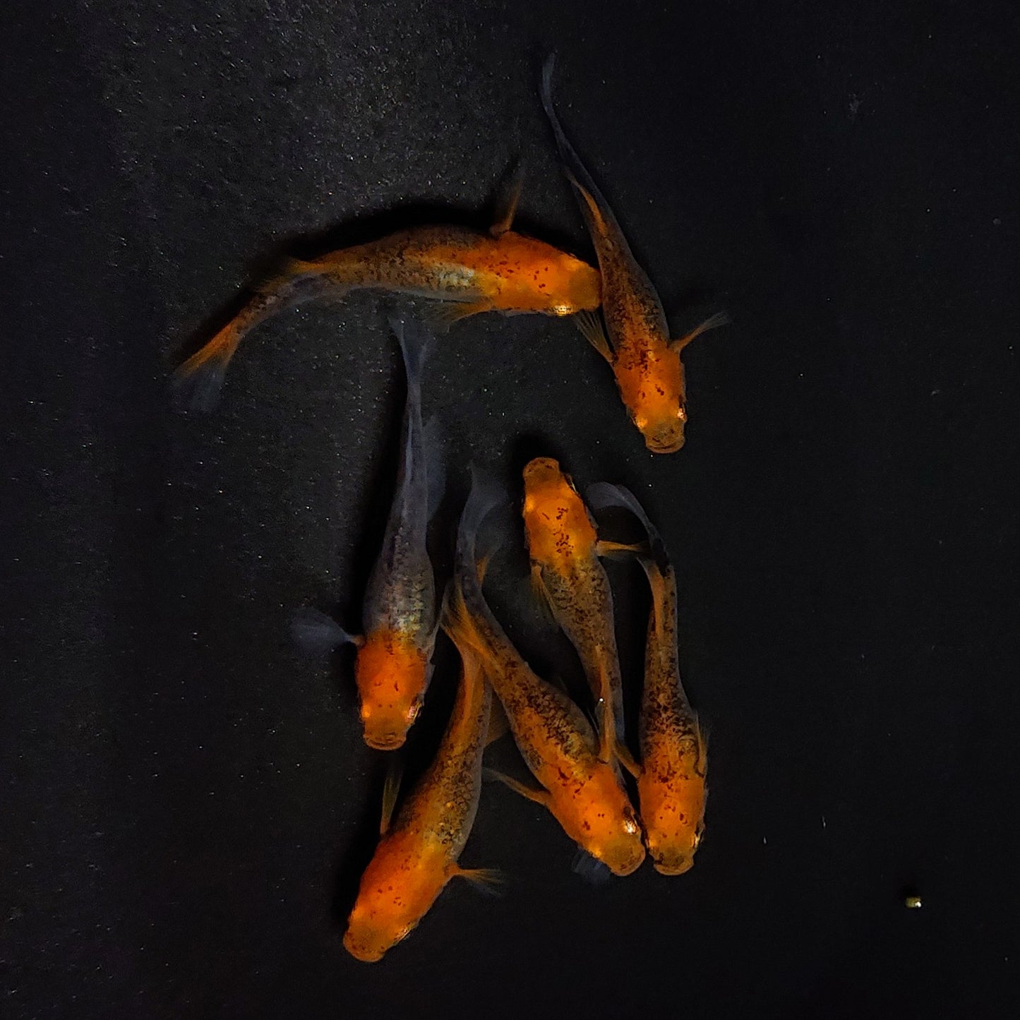 【現物】かぐや　7匹　オス4メス3　3619