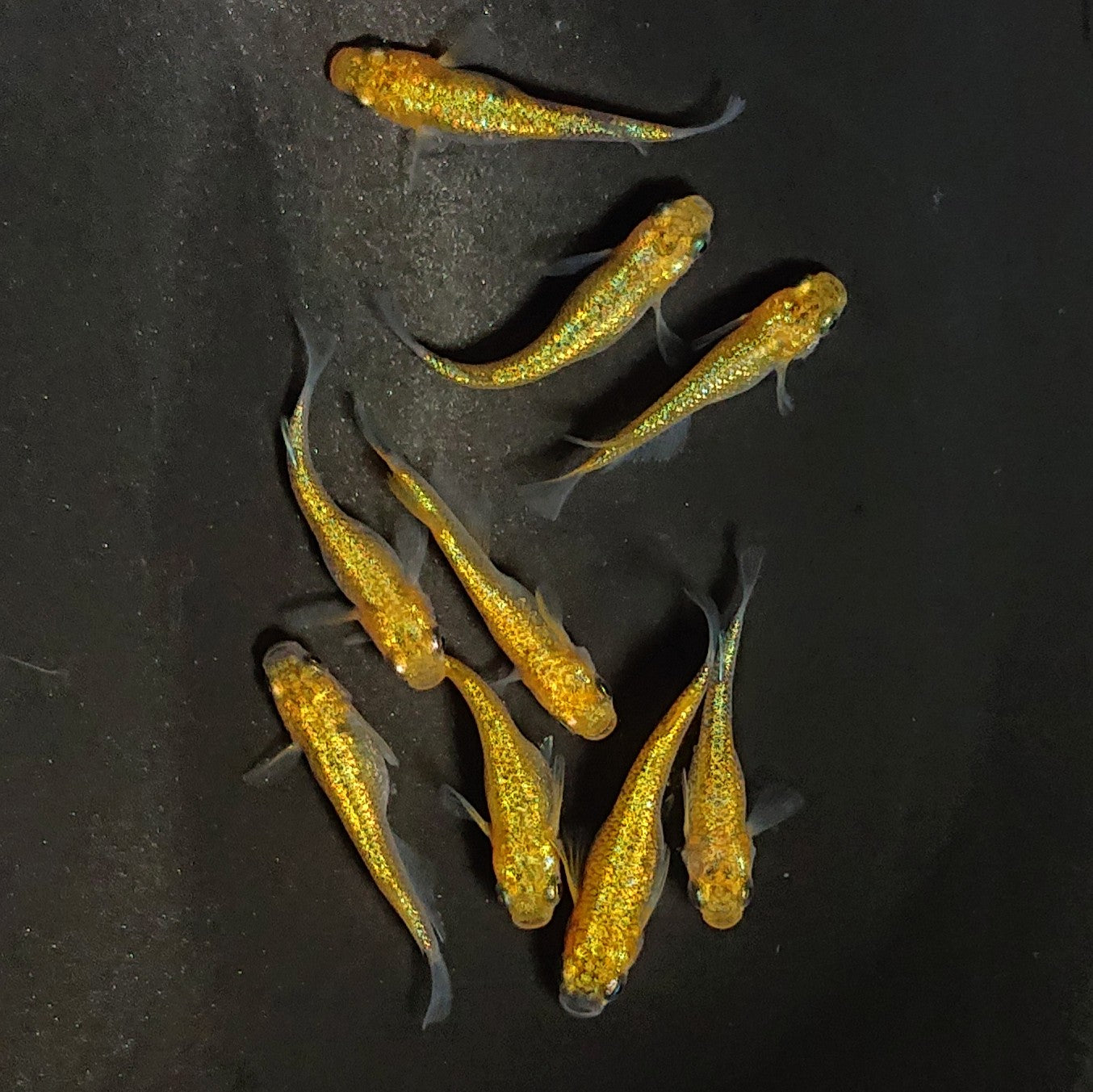 【現物】サンシャイン　9匹　オス3メス6　3620