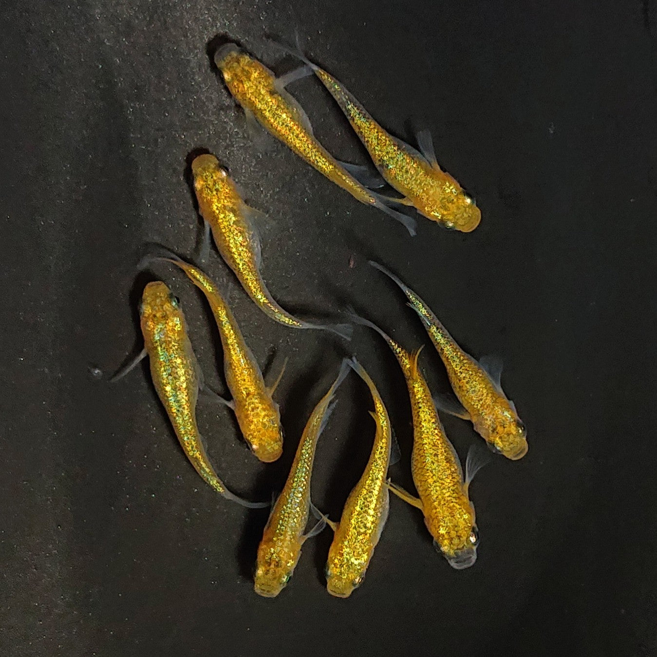 【現物】サンシャイン　9匹　オス3メス6　3620