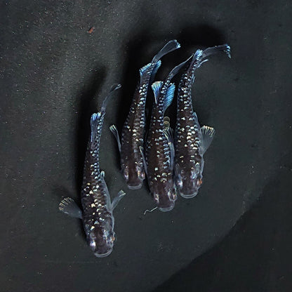 【現物】ウロボロス　2ペア　3617