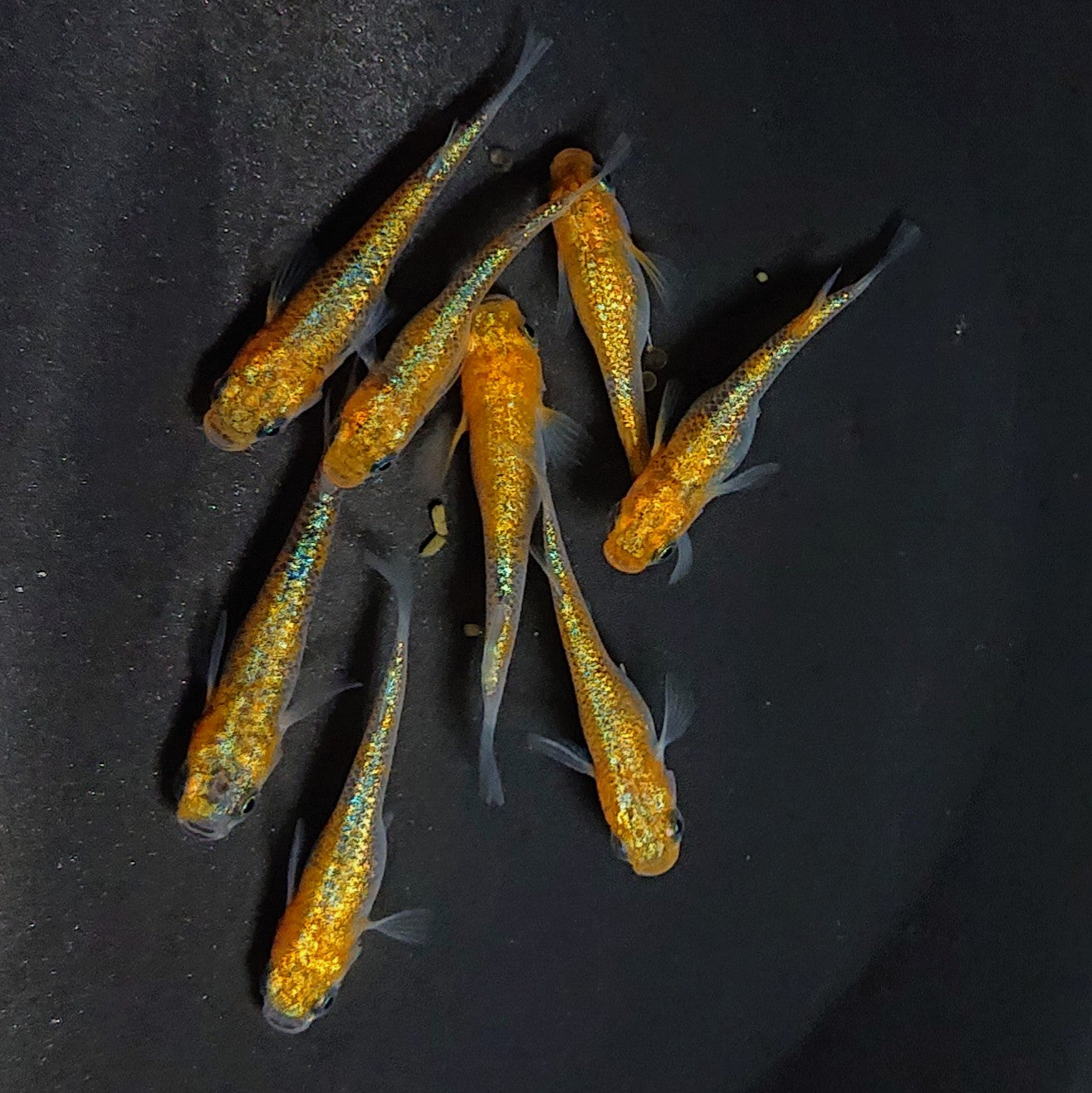 【現物】大輝　4ペア　3628