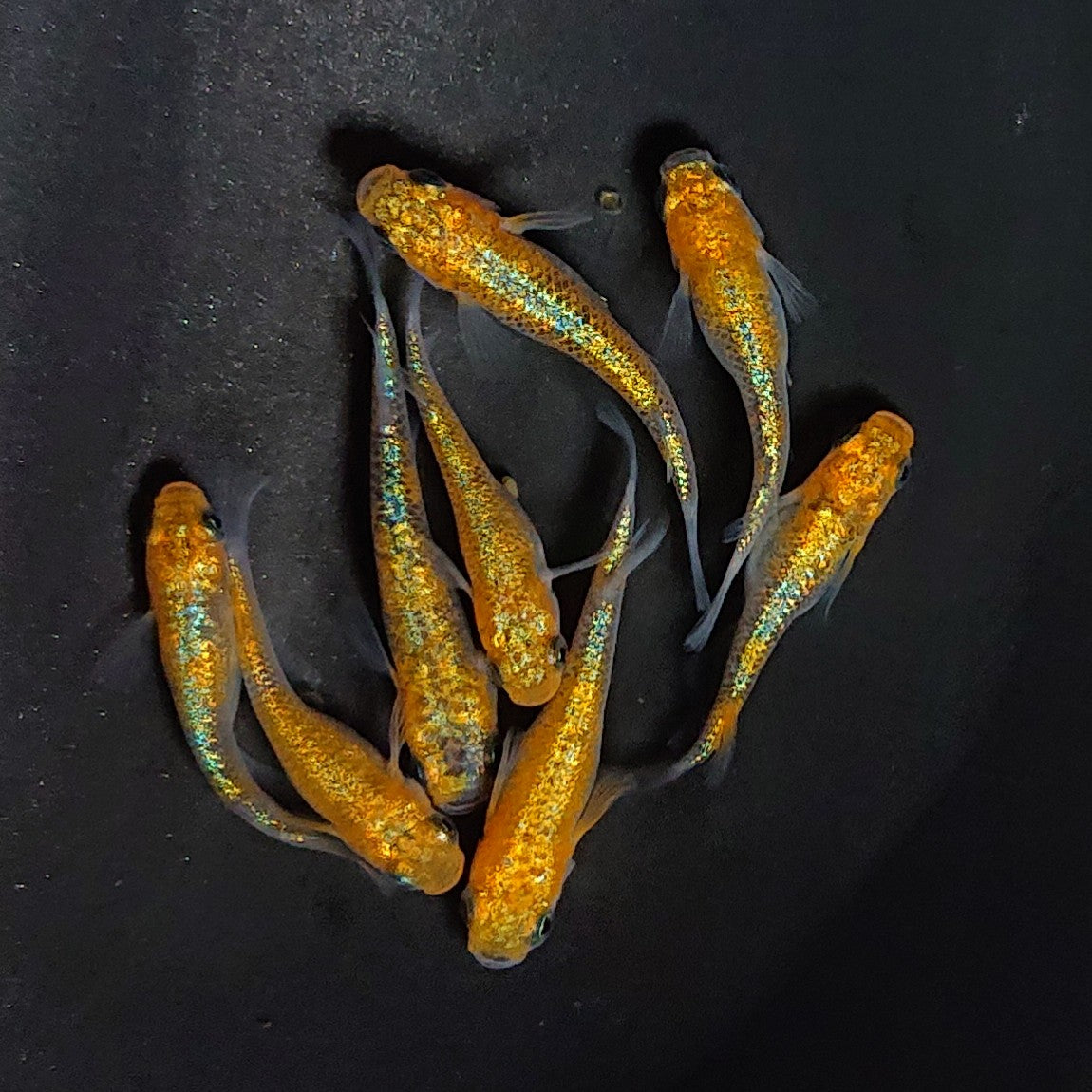 【現物】大輝　4ペア　3628