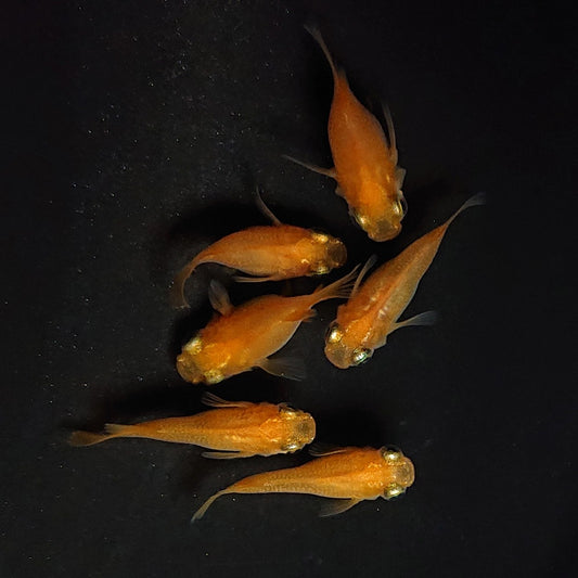 【現物】紅帝だるま　3ペア　3622