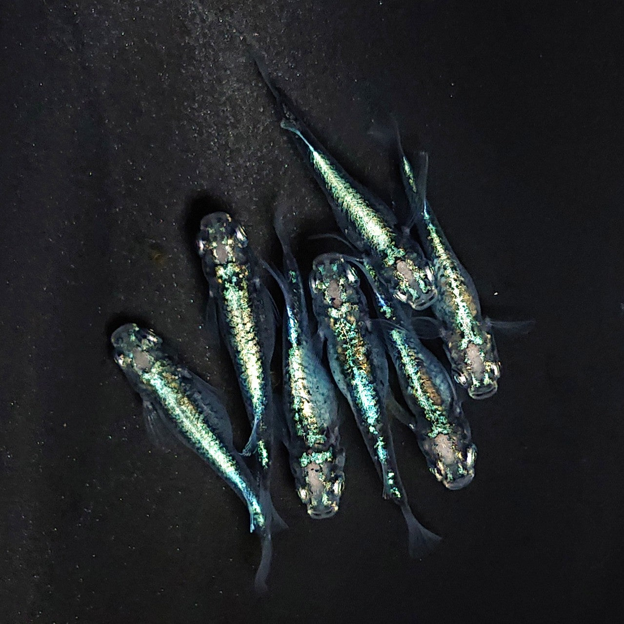 【現物】墨武　7匹　オス3メス4　3623