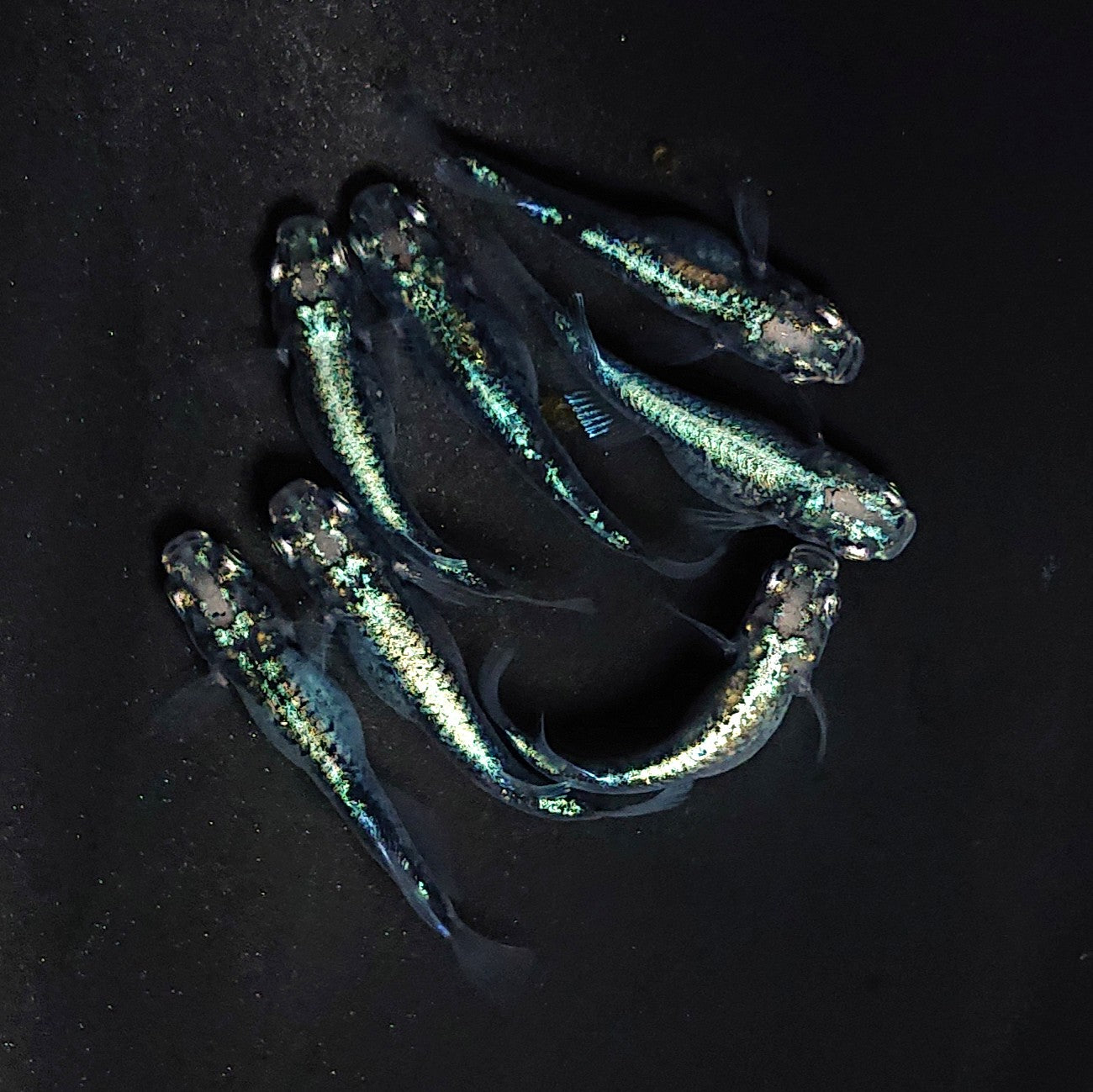 【現物】墨武　7匹　オス3メス4　3623