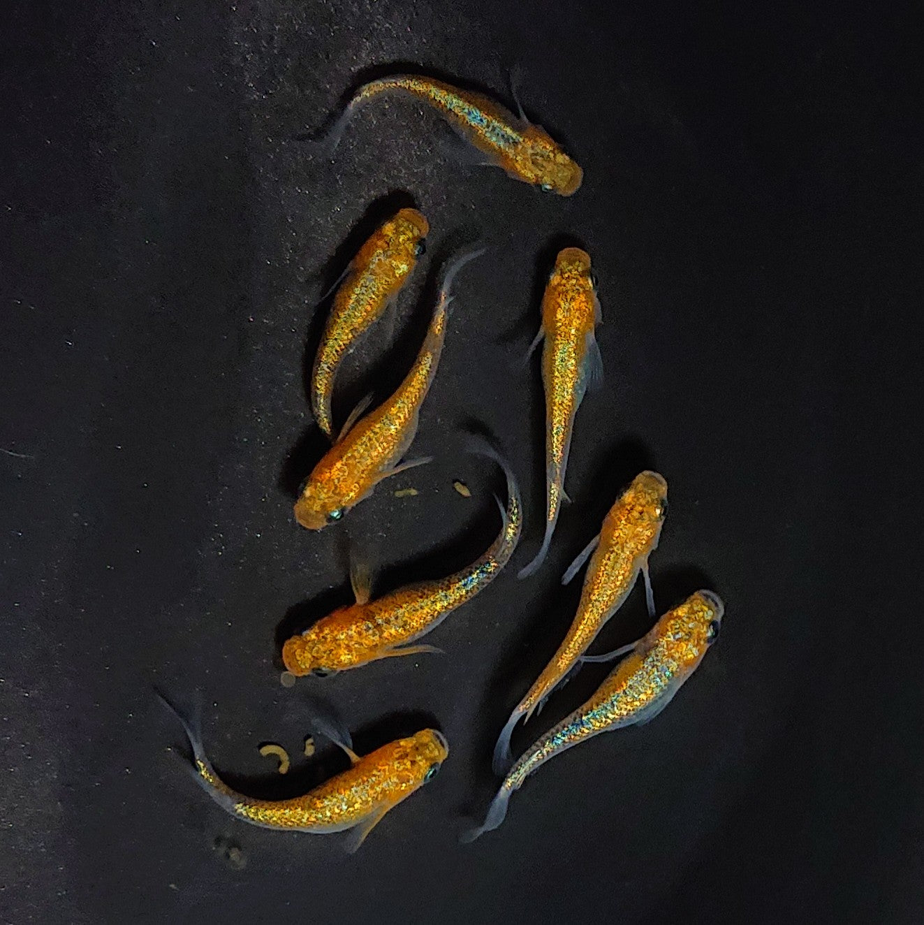 【現物】ユリシスレッドレース　4ペア　3633