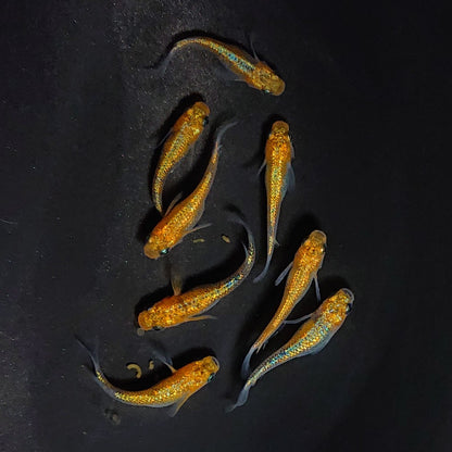 【現物】ユリシスレッドレース　4ペア　3633