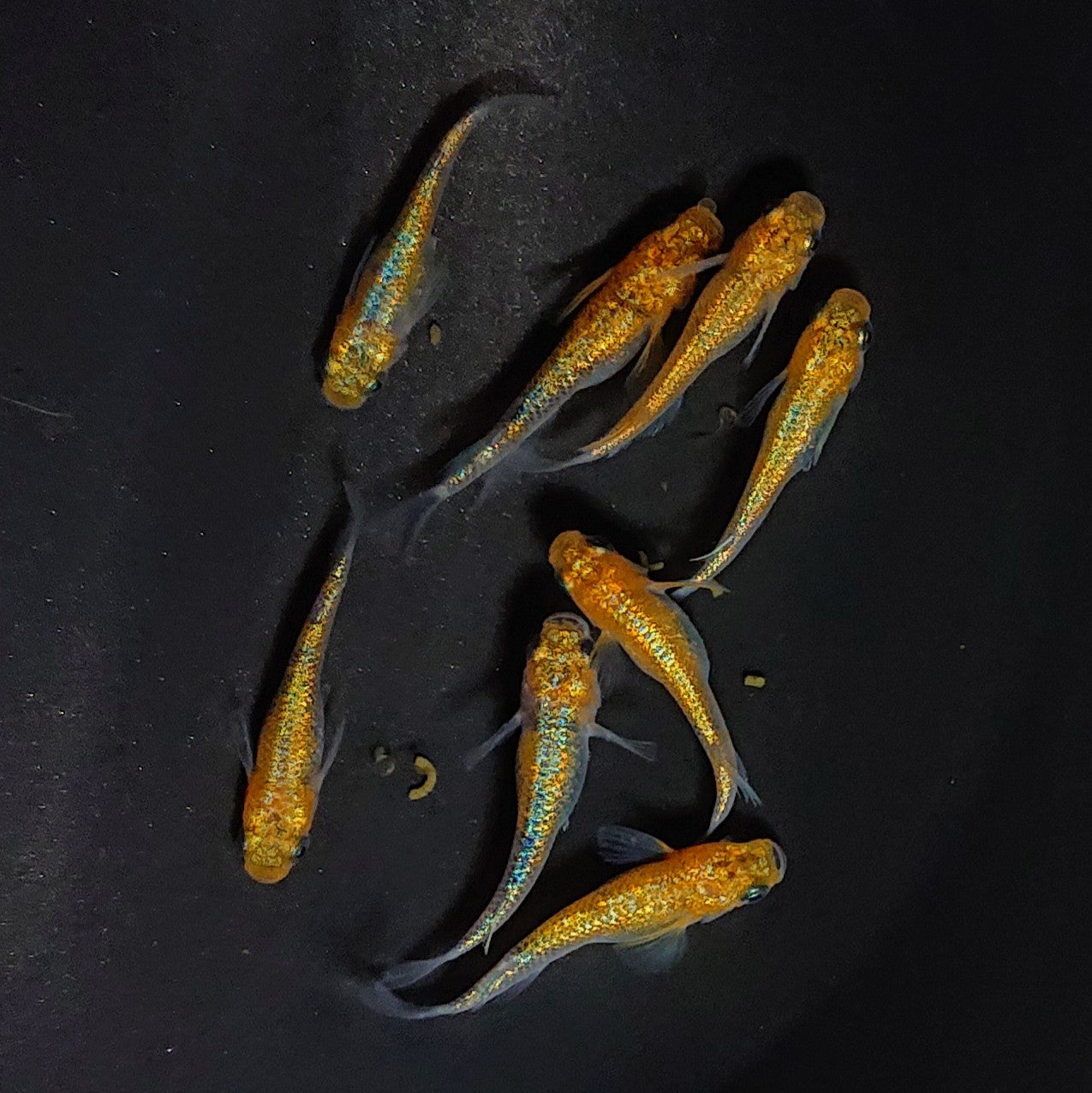 【現物】ユリシスレッドレース　4ペア　3633