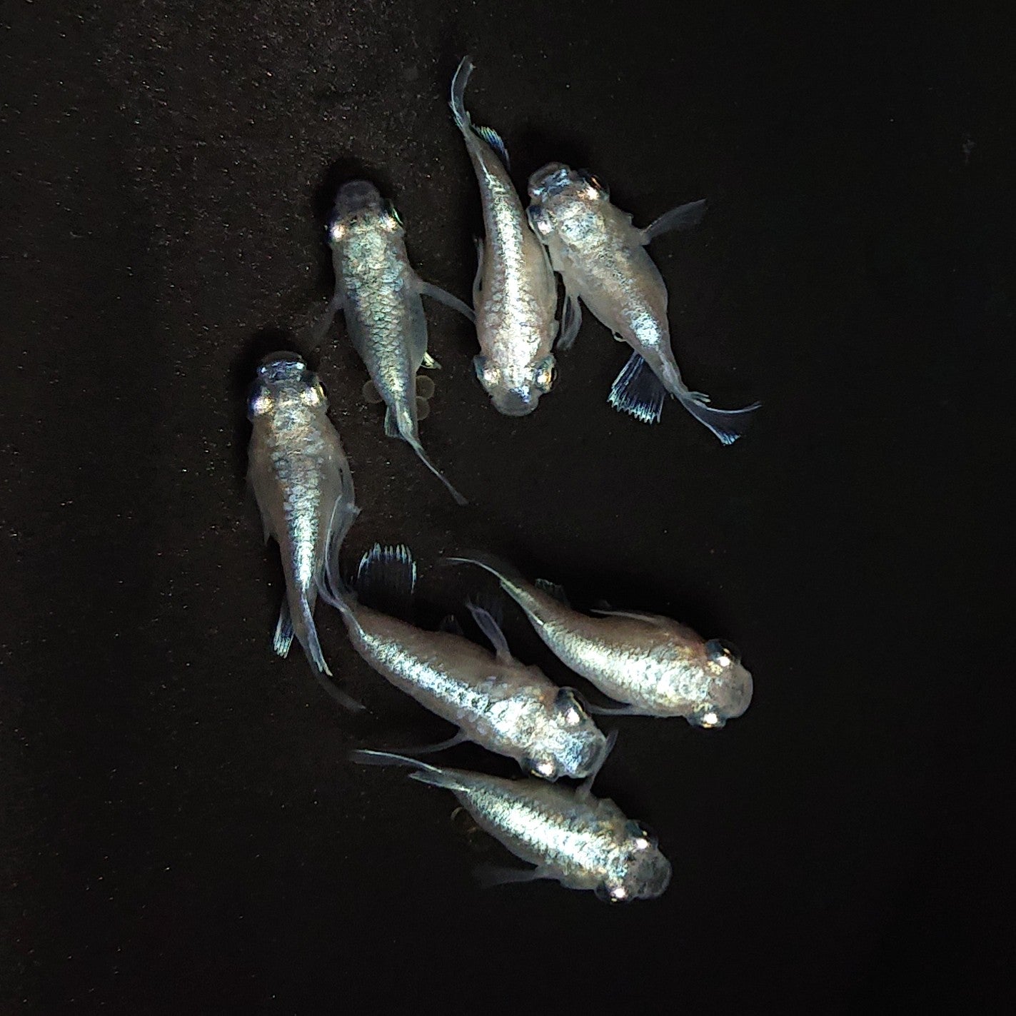 【現物】エンゼル　7匹　オス4メス3　3631