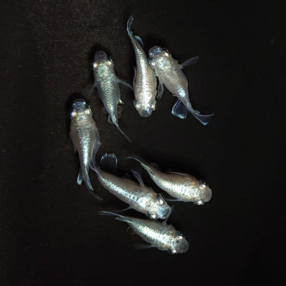 【現物】エンゼル　7匹　オス4メス3　3631