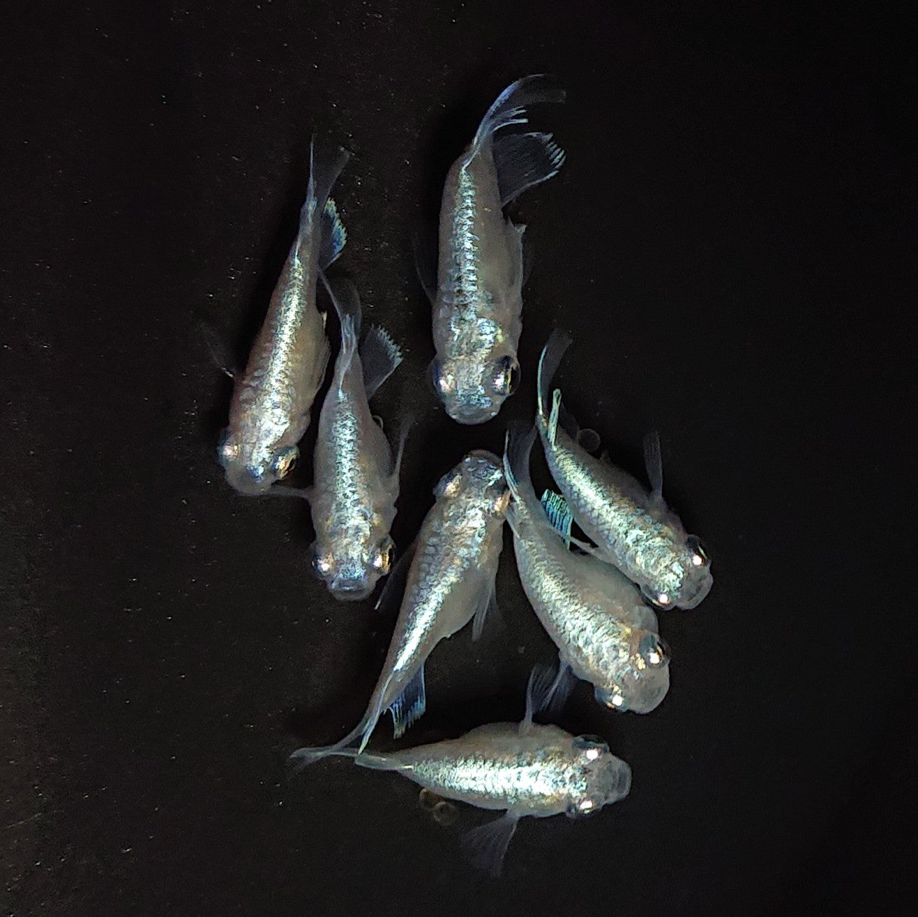 【現物】エンゼル　7匹　オス4メス3　3631