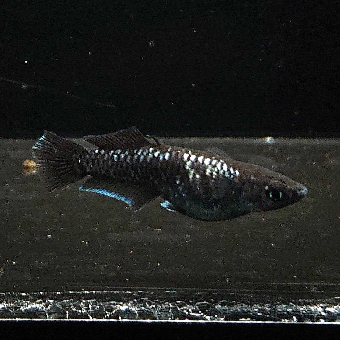 【現物】ウロボロス ヒカリ体型　メス1匹 サムライ　3匹　オス1メス2　3636