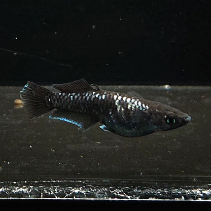 【現物】ウロボロス ヒカリ体型　メス1匹 サムライ　3匹　オス1メス2　3636