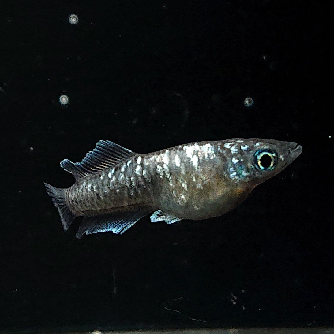 【現物】ウロボロス ヒカリ体型　メス1匹 サムライ　3匹　オス1メス2　3636