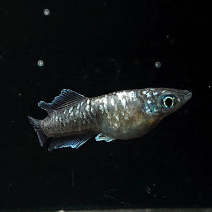 【現物】ウロボロス ヒカリ体型　メス1匹 サムライ　3匹　オス1メス2　3636